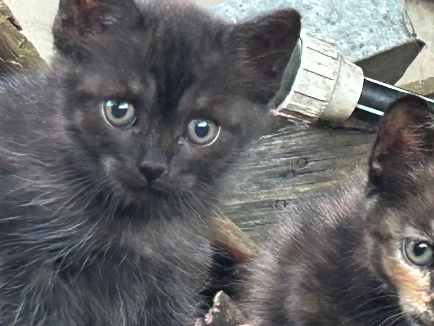 Adotta un gatto, maschio, 5 mesi, Roma