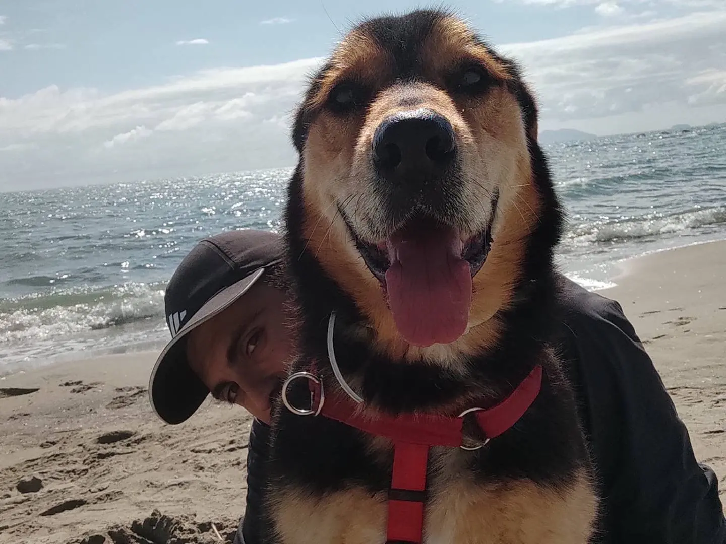 Adotta un cane, maschio, 10 anni e 5 mesi, Caserta