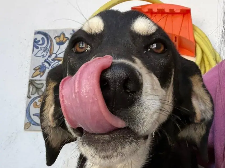 Vuoi adottare un cane a Crotone?