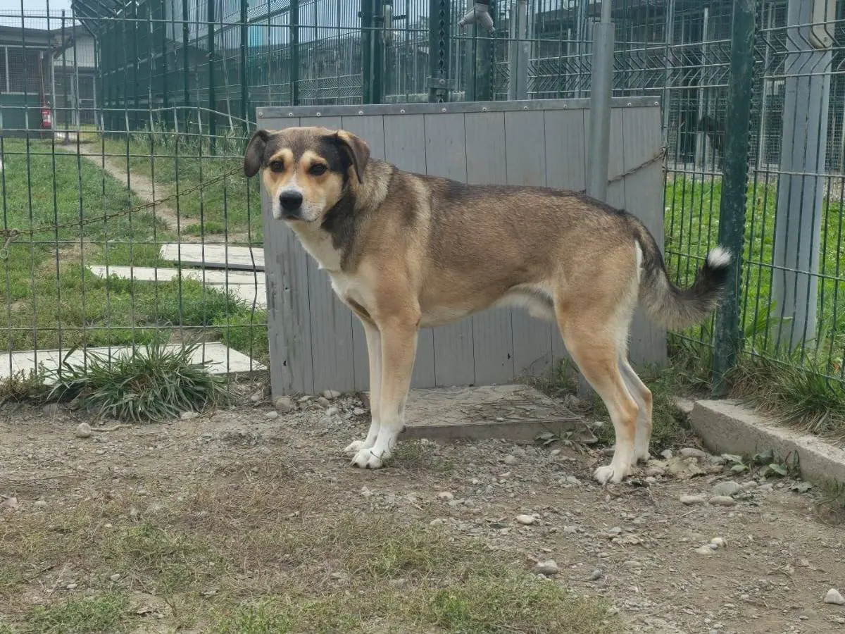Foto 3 dell'animale