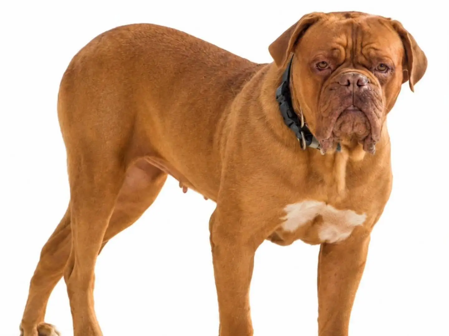 Adotta un cane, taglia gigante, femmina, Torino