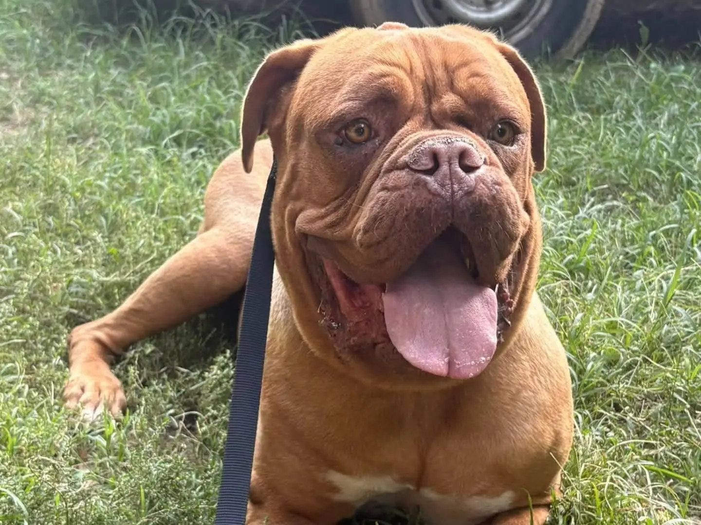 Adozione cane, femmina, Razza sconosciuta Razza sconosciuta, 6 anni e 3 mesi, taglia gigante, Torino