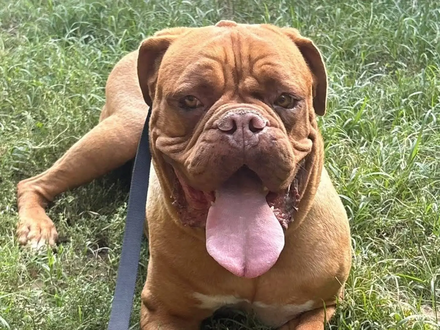 Adotta un cane, femmina, 6 anni e 3 mesi, Torino