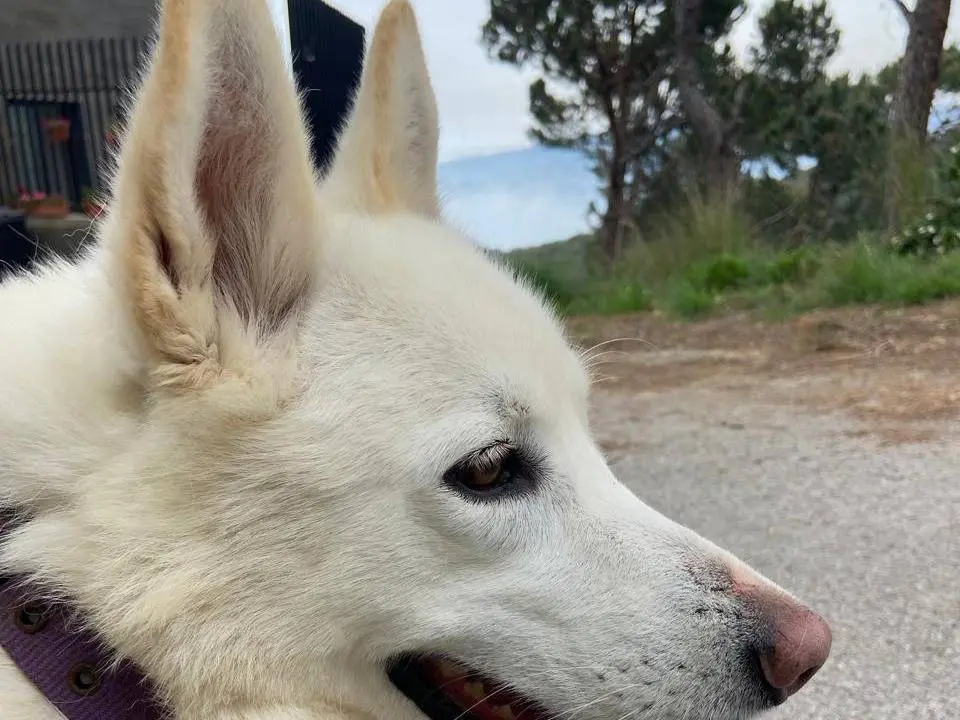 Adozione cane, femmina, Pastore svizzero Razza sconosciuta, 4 anni e 4 mesi, taglia media, Milano
