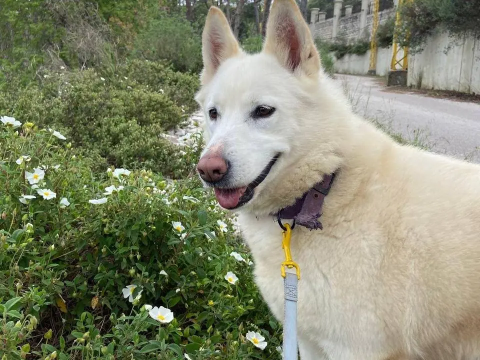 Adotta un cane, femmina, 4 anni e 4 mesi, Milano