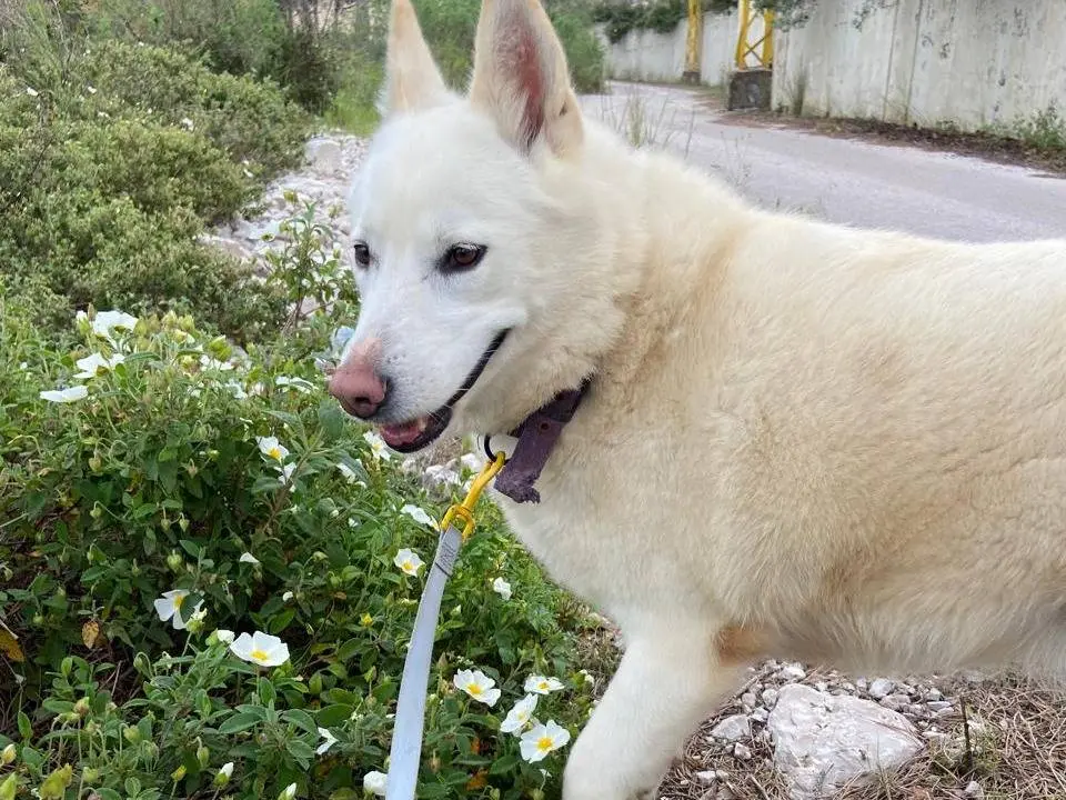 Adotta un cane, taglia media, femmina, Milano