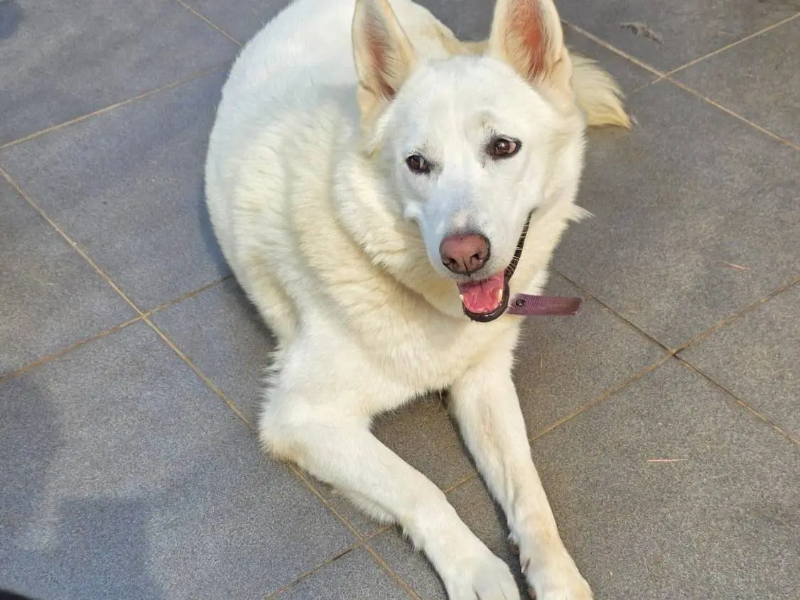 Vuoi adottare un cane a Milano?