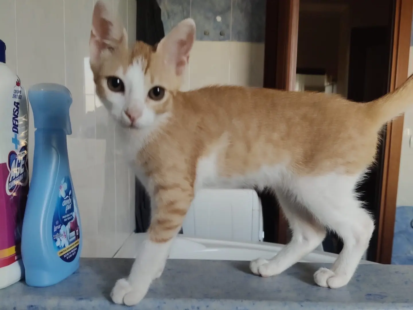 Adozione gatto, maschio, Razza sconosciuta Razza sconosciuta, 5 mesi, taglia non valida, Crotone