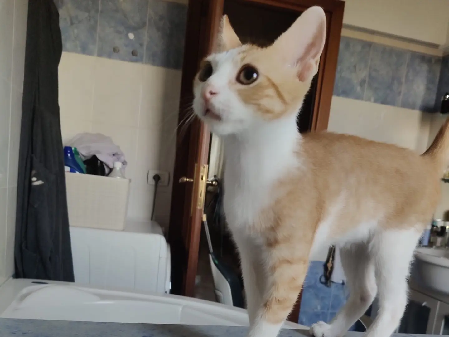 Adotta un gatto, maschio, 5 mesi, Crotone