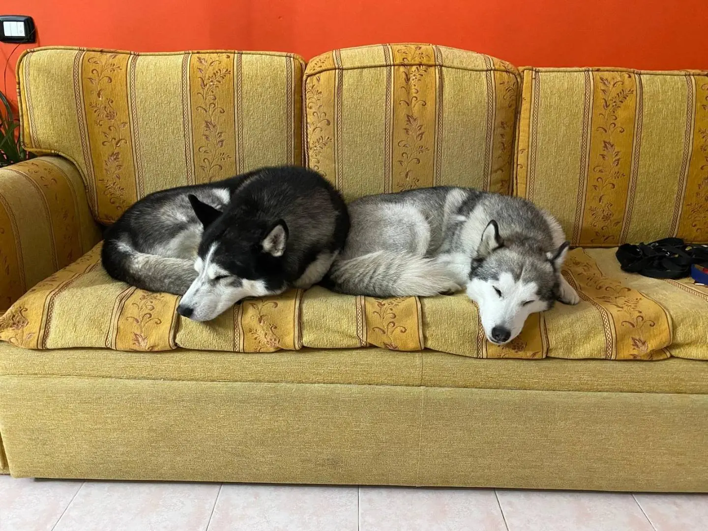 Adotta un cane, femmina, 10 anni, Catanzaro