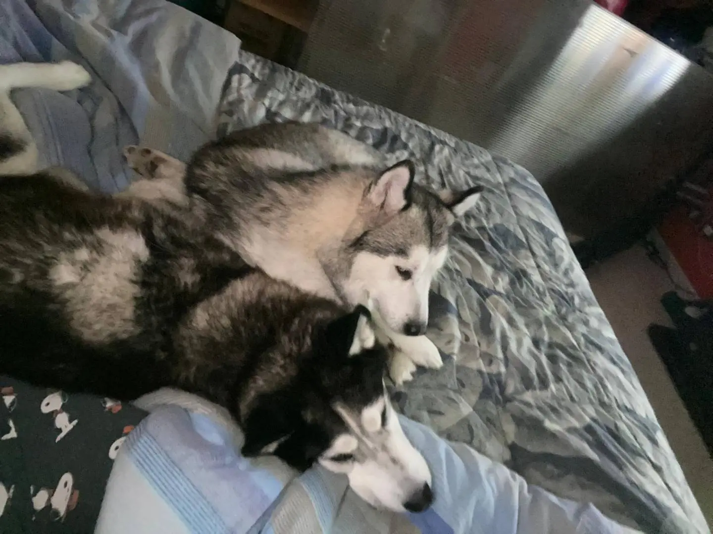 Adotta il cane Eric e Maya a Catanzaro