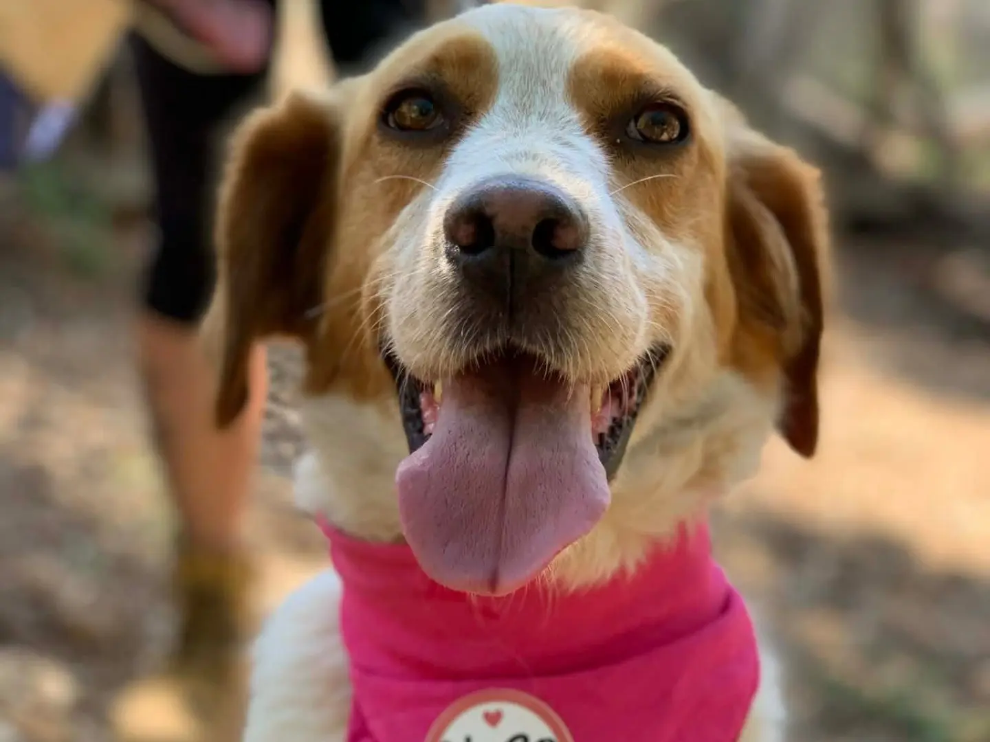 Adotta un cane, femmina, 3 anni e 3 mesi, Latina