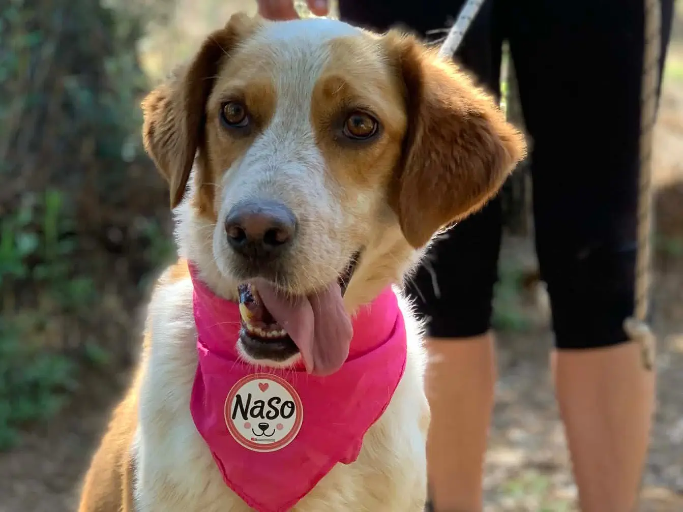 Adozione cane, femmina, Razza sconosciuta Razza sconosciuta, 3 anni e 3 mesi, taglia media, Latina
