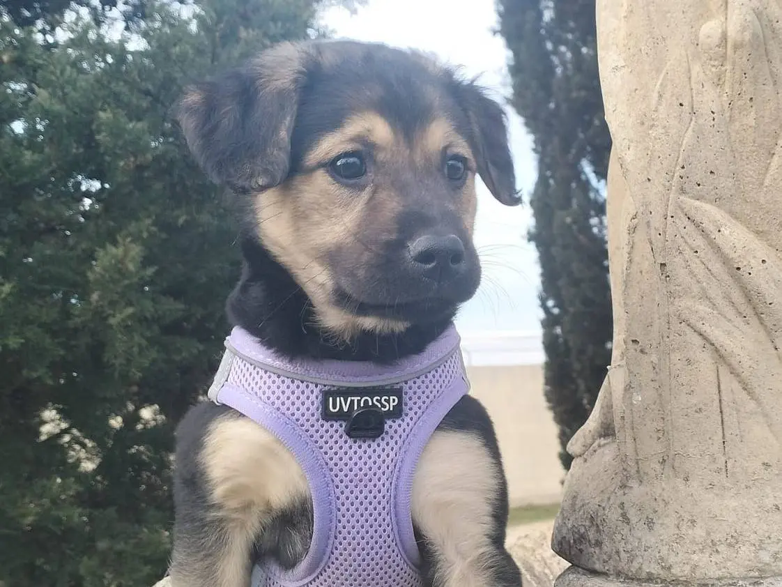 Adotta un cane, maschio, 1 anno e 11 mesi, Lecce