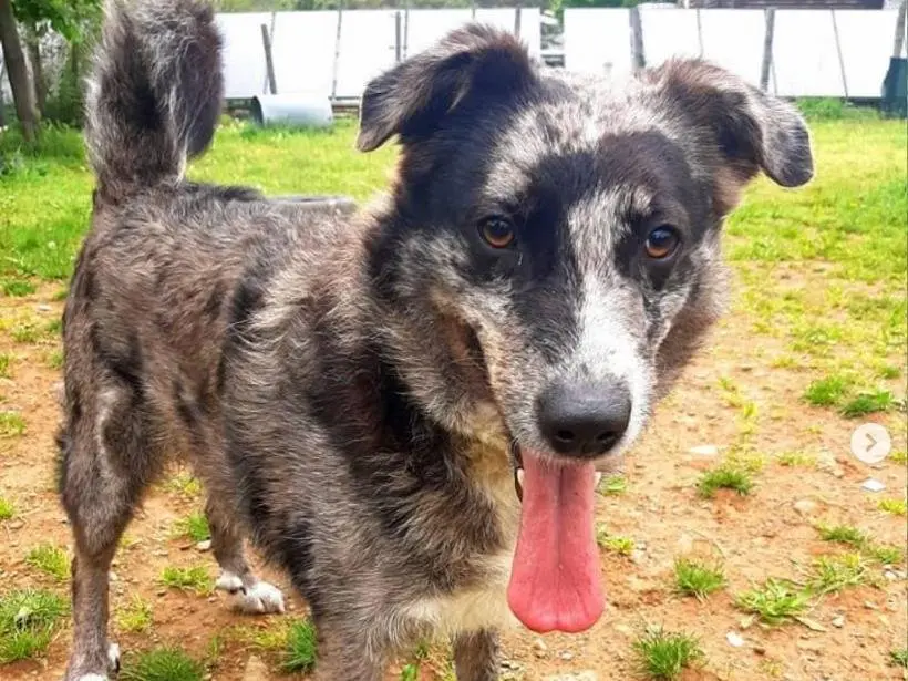 Adozione cane, maschio, meticcio, 6 anni e 9 mesi, taglia media, Genova