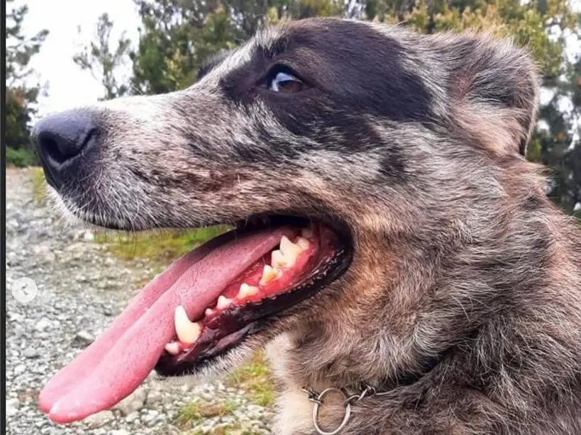 Vuoi adottare un cane a Genova?