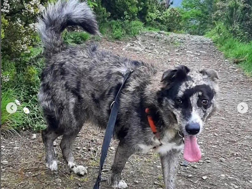 Adotta un cane, taglia media, maschio, Genova