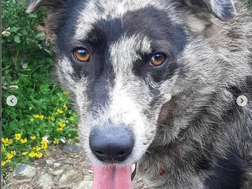 Adotta un cane, maschio, 6 anni e 9 mesi, Genova