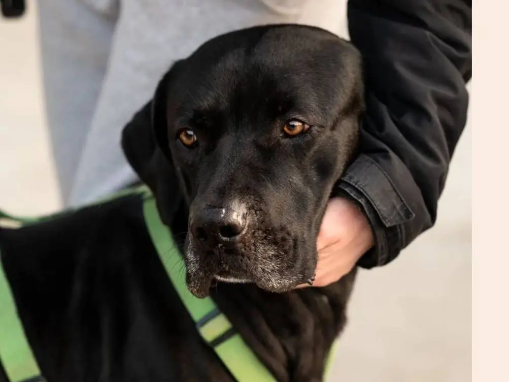 Adozione cane, femmina, Corso Razza sconosciuta, 4 anni e 10 mesi, taglia grande, Milano