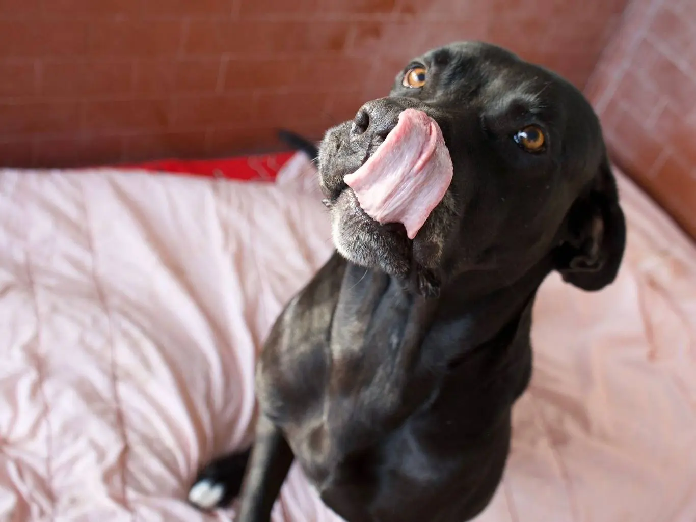 Vuoi adottare un cane a Milano?