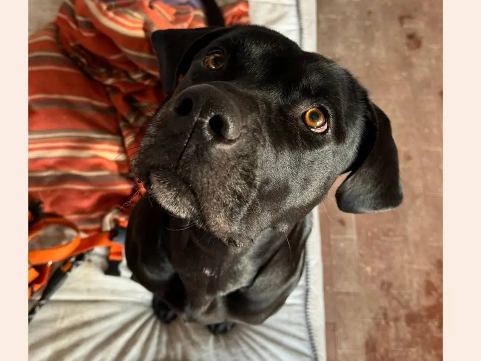Adotta un cane, femmina, 4 anni e 10 mesi, Milano