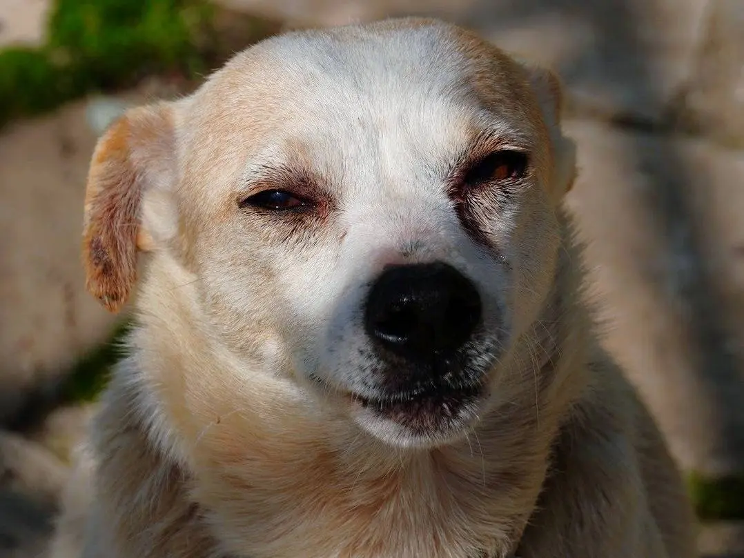 Adotta il cane Panna a Latina