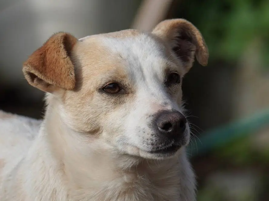 Adozione cane, femmina, Razza sconosciuta Razza sconosciuta, 7 anni e 4 mesi, taglia piccola, Latina