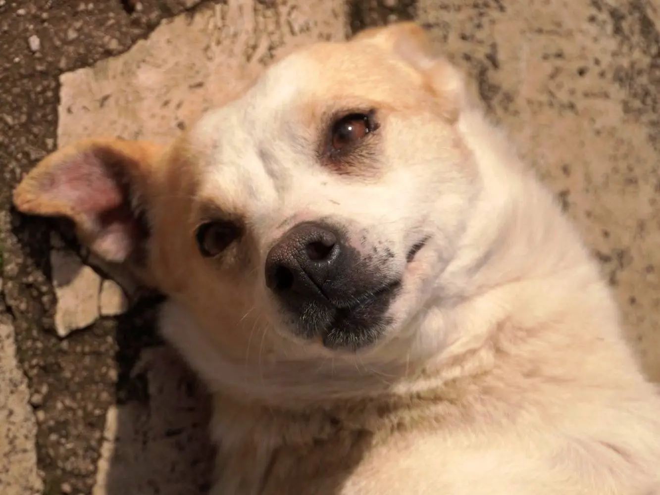 Adotta un cane, femmina, 7 anni e 4 mesi, Latina