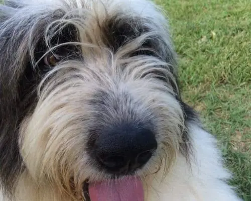 Adotta un cane, femmina, 12 anni e 9 mesi, Bergamo