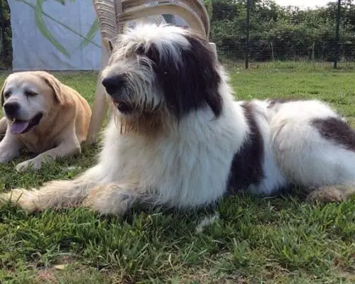 Adotta un cane, taglia gigante, femmina, Bergamo