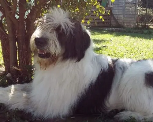 Adozione cane, femmina, Pastore della Russia meridionale, 12 anni e 9 mesi, taglia gigante, Bergamo