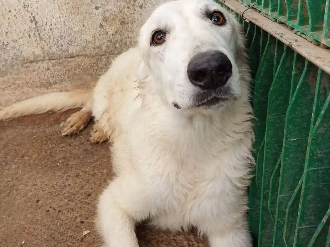 Adozione cane, femmina, Pastore maremmano Razza sconosciuta, 2 anni e 4 mesi, taglia grande, Crotone