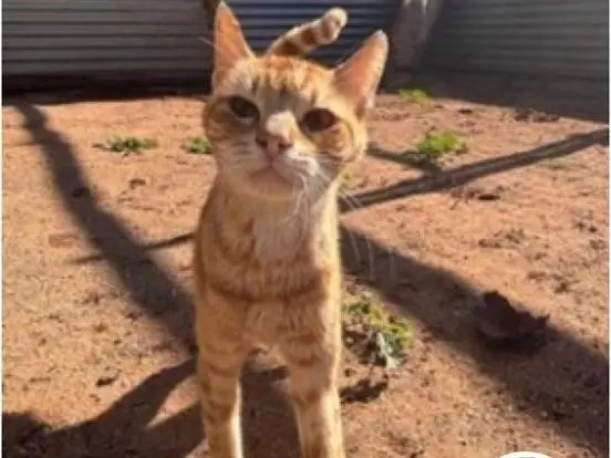 Adozione gatto, maschio, Razza sconosciuta Razza sconosciuta, 3 anni e 5 mesi, taglia non valida, Milano
