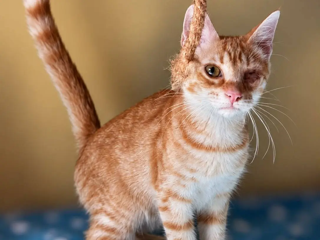 Adozione gatto, femmina, Razza sconosciuta Razza sconosciuta, 6 mesi, taglia non valida, Varese