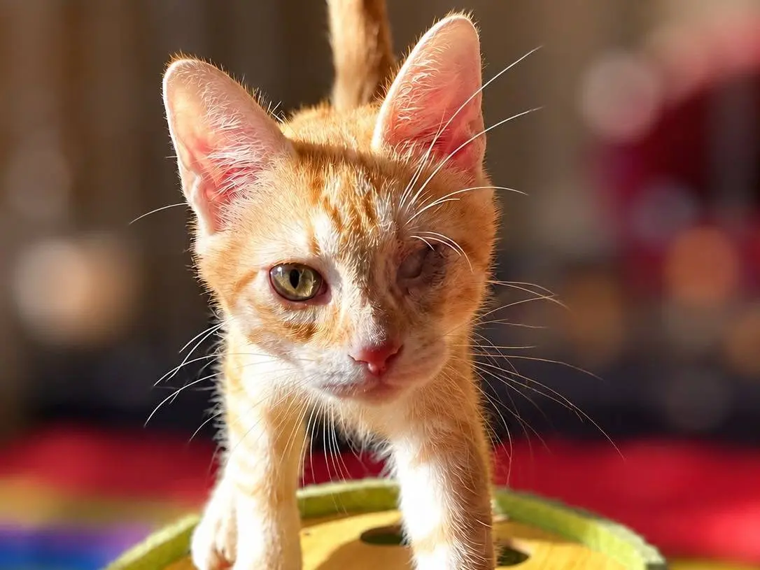Adotta un gatto, femmina, 6 mesi, Varese