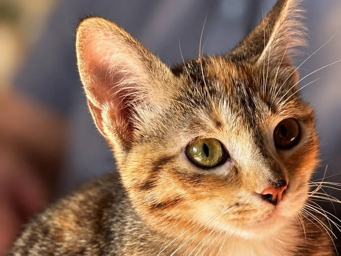 Vuoi adottare un gatto a Varese?