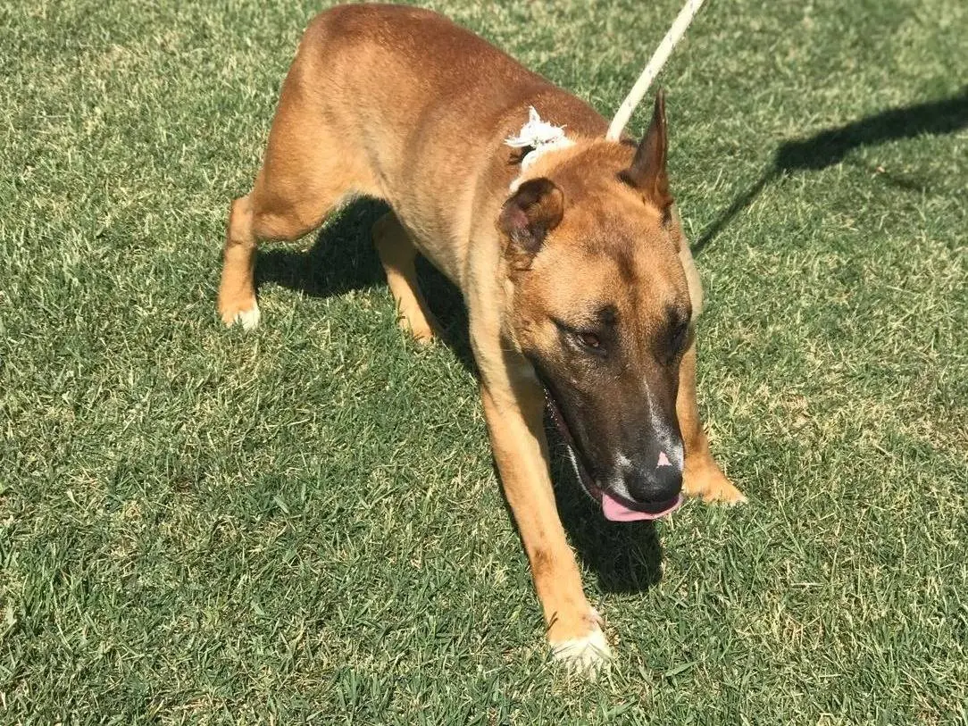 Adotta il cane OHR a Latina