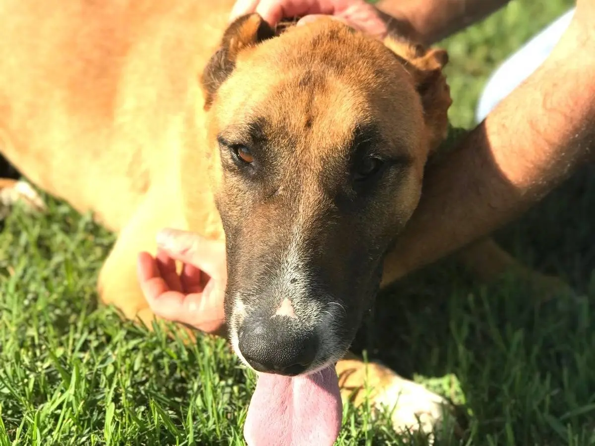 Adotta un cane, maschio, 7 anni e 9 mesi, Latina