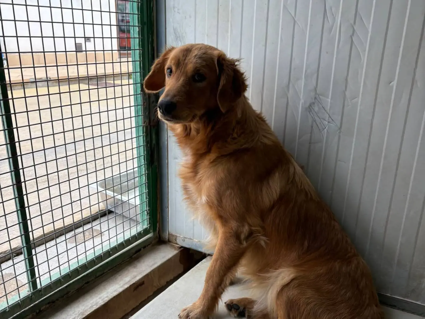 Adozione cane, maschio, Razza sconosciuta Razza sconosciuta, 2 anni, taglia media contenuta, Latina