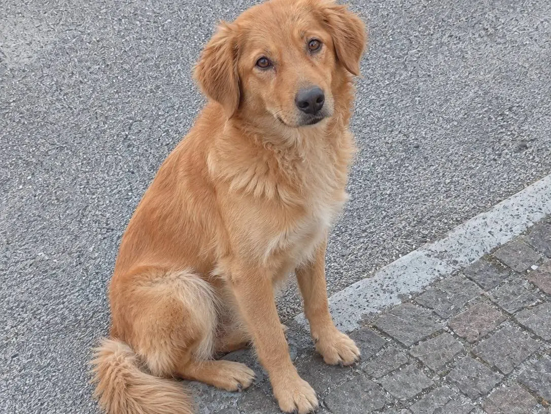 Adotta un cane, maschio, 2 anni, Latina