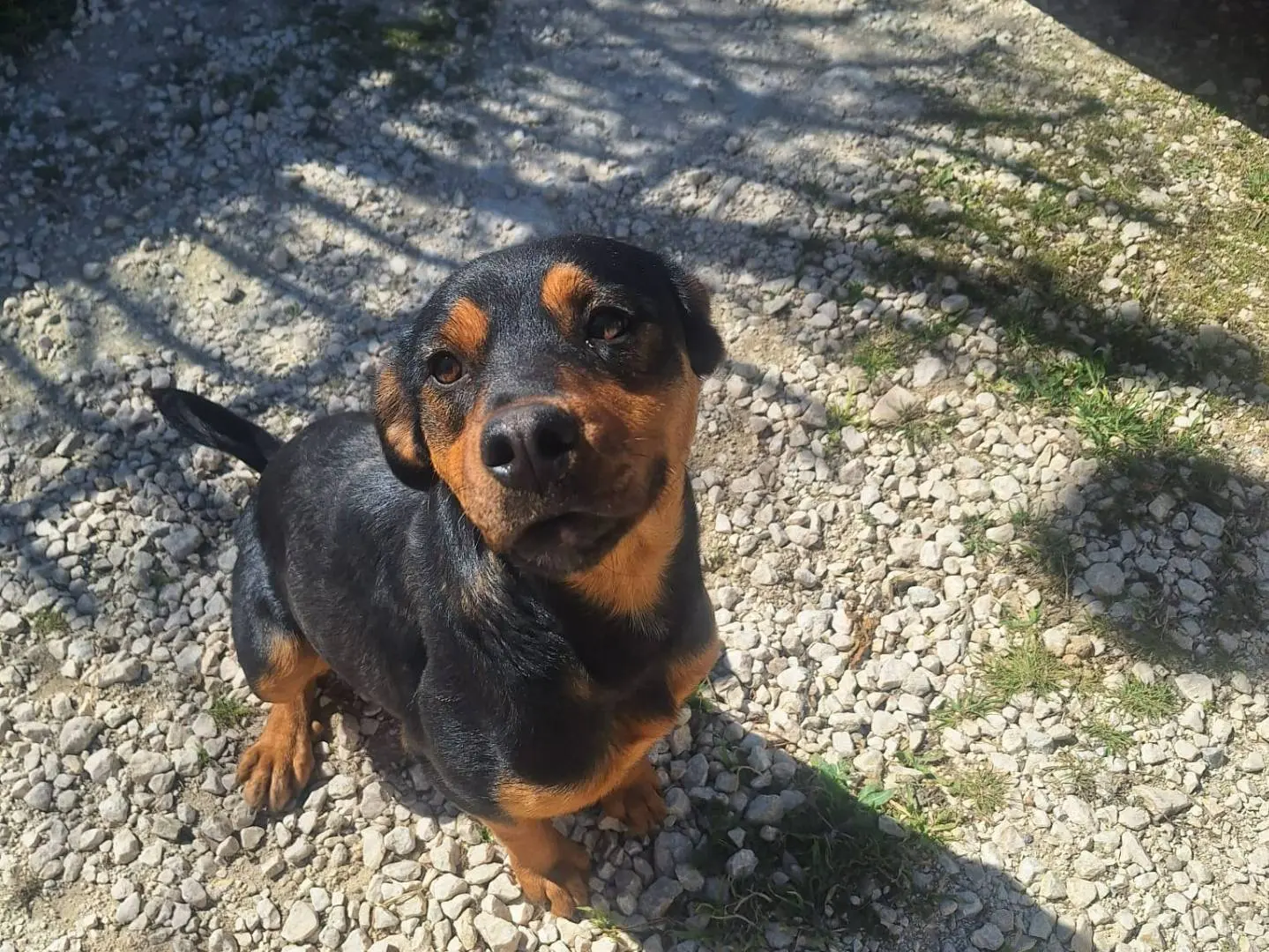 Foto 1 dell'animale