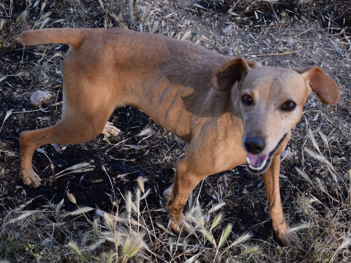 Adotta un cane, maschio, 7 anni e 2 mesi, Siracusa