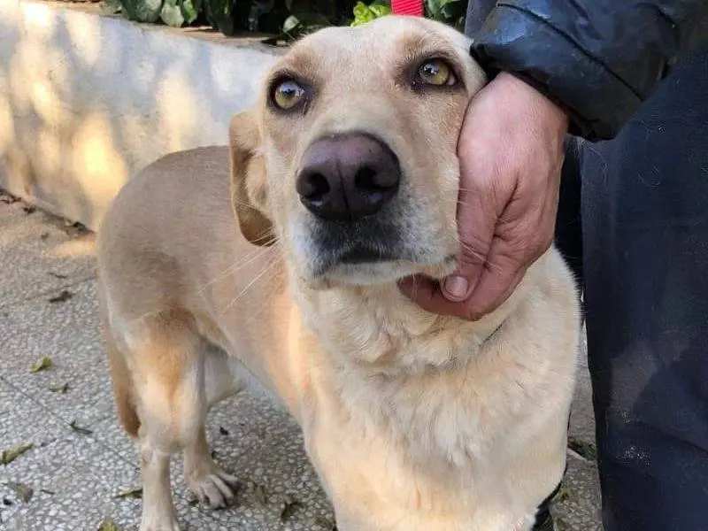 Vuoi adottare un cane a Pavia?
