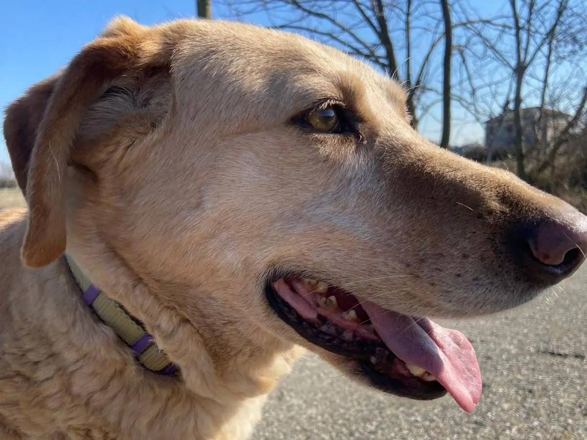 Adozione cane, femmina, Labrador Retriever Razza sconosciuta, 9 anni e 8 mesi, taglia media, Pavia