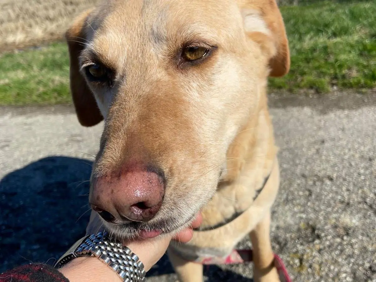 Adotta un cane, femmina, 9 anni e 8 mesi, Pavia
