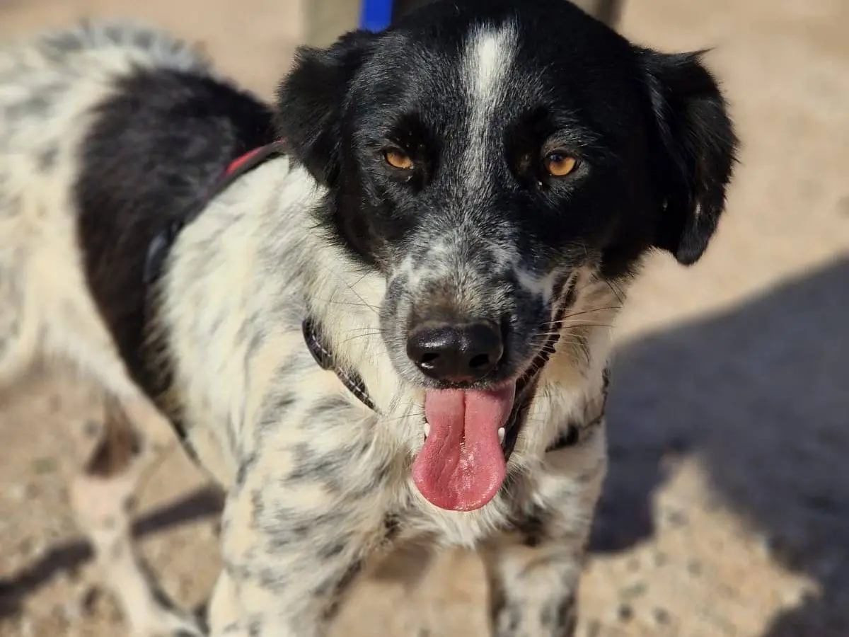 Adotta un cane, taglia media, femmina, Taranto