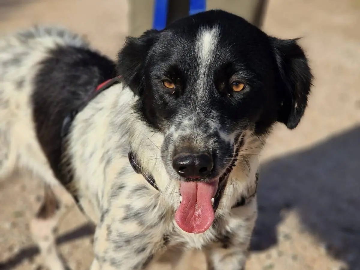 Adozione cane, femmina, Border Collie Pointer, 2 anni e 6 mesi, taglia media, Taranto