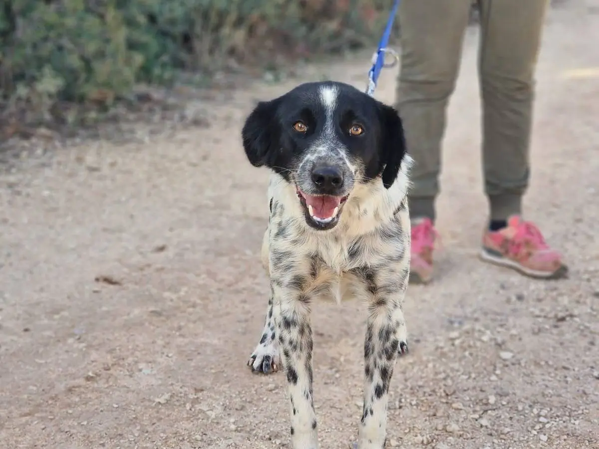 Adotta un cane, femmina, 2 anni e 6 mesi, Taranto