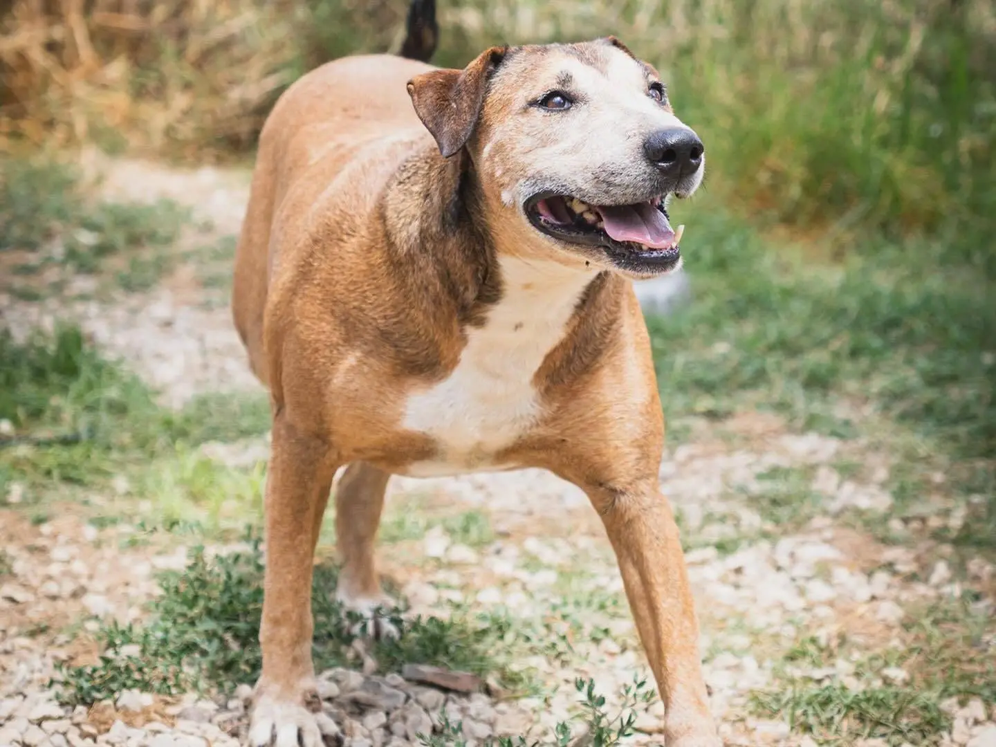 Adozione cane, maschio, Razza sconosciuta Razza sconosciuta, 9 anni e 8 mesi, taglia media, Napoli