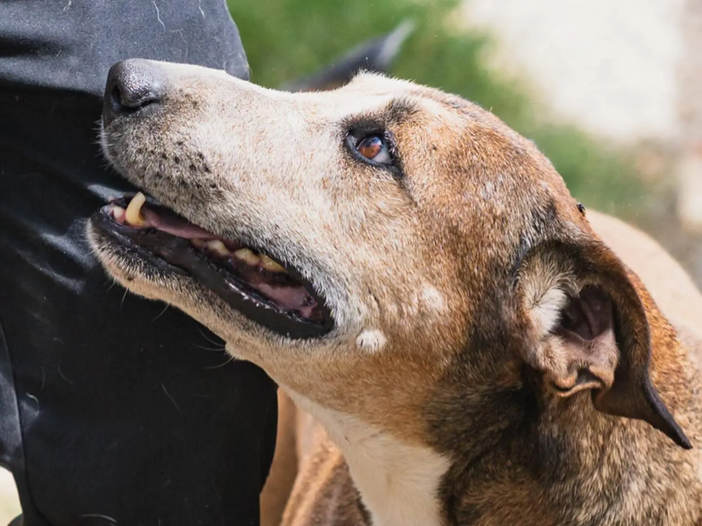 Adotta un cane, maschio, 9 anni e 8 mesi, Napoli